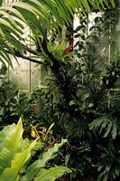 RHS Wisley vue de serre tropicale en hiver janvier feuillage tendre jardin combinaison de plantes orchidée