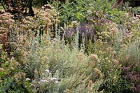 Combinaison de couleurs argent et bordeaux. Artemisia 'Valerie Finnis '. Allium sphaerocephalon. Orache rouge. Veronicarstrum album.Sep