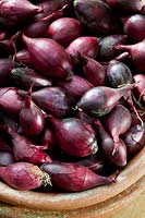 Oignon Red Baron définit l'automne automne légume prêt pour la plantation blanc comestible culinaire octobre grande variété cuisine maison
