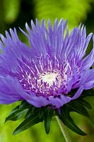 Stokes aster Stokesia laevis Purple Parasols fleur d'été vivace août lilas bleu plante de jardin