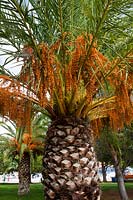 palmier dattier. Phoenix dactylifera grand palmier fruit d'automne octobre automne Argolida Peleponese Grèce comestible jardin potager