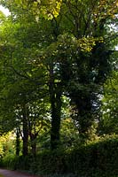 Platane commun Acer Native English arbres adultes dans la haie Preston Park Brighton England East Sussex grand arbre à feuilles caduques