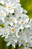 paperwhite Narcissus Scilly Spring parfum parfumé parfum au début du printemps bulbe fleur blanc orange mars plante de jardin