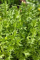 Salade de feuilles de Mizuna pot cultivé à la maison biologique cultiver le sol sprouing potager comestible plante avril