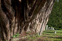 Ancien if if Taxus bacata Wilmington Saxon Celtic cimetière Sussex Angleterre été août evergreen grand vieux sacré druide