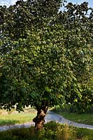 Marronnier commun Aesculus carnea arbre à feuilles caduques d'été carrefour Alfriston East Sussex garden plant