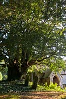Ancien if if creux Taxus bacata Cimetière de Fittleworth Sussex Angleterre église du XIIIe siècle à feuilles persistantes grand vieux sacré