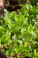 bébé feuille salade semis pousse pousser printemps vert comestible cuisine jardin plante combinaison épinards Mizuna Moutarde Rouge épicé