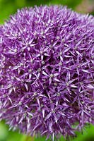 oignon ornemental Allium Pinball Wizard fleur d'été bulbe vivace grande mai violet jardin plante
