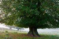 Tillia à grandes feuilles Tillia x europaea Cowdray Park Sussex Angleterre automne automne octobre feuillage vert tronc inférieur révélé
