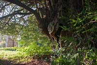 Ancien if if Taxus bacata East Chiltington churchyard Sussex Angleterre été septembre à feuilles persistantes grand vieux sacré Druide Druide
