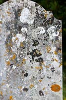 pierre tombale lichen lichens rosettes orange Caloplaca flavescens taches noires Verrucaria nigrescens blanc Aspicilia calcarea