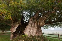 Reine Elizabeth chêne antique étêté Cowdray Park Sussex Angleterre automne automne octobre feuillage feuille branches vertes tombées