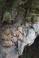 Reine Elizabeth chêne antique sessile Quercus petraea arbre étêté creux Cowdray Park Sussex Angleterre automne automne octobre feuille