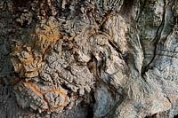 Reine Elizabeth chêne antique sessile Quercus petraea arbre étêté creux Cowdray Park Sussex Angleterre automne automne octobre feuille