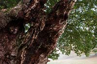 Chêne sessile ancien Quercus petraea arbre étêté Cowdray Park Sussex Angleterre automne automne octobre feuillage vert tombé