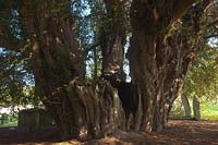 Ancien if if Taxus bacata Cimetière de Buxted Sussex Angleterre été août à feuilles persistantes grand vieux druide sacré druidique