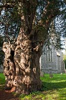 Ancien if if Taxus bacata Stanmer churchyard East Sussex Angleterre été août evergreen grand vieux sacré Druide Druidique