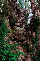 Ancien if if Taxus bacata Ulcombe cimetière Kent Angleterre été septembre à feuilles persistantes mâle grand vieux sacré Druide Druidique