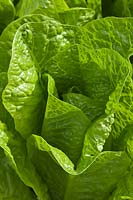 Cos Laitue Bulles Lactuca sativa Feuillage D'été Pot Légumes Cultivé Maison Bio Comestible Cuisine Jardin Plante Juillet