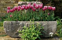 Hever Castle Kent Tulipa Maytime dans l'évier en pierre