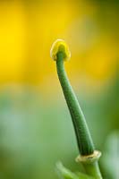 Gousse Glaucium flavum pavot à cornes jaune pavot à fleurs d'été vivace juin pluie gouttes de pluie feuilles graisseuses feuillage jardin