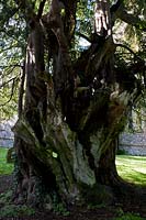If commun ancien Taxus bacata Stanmer churchyard East Sussex Angleterre été juin evergreen grand vieux sacré Druide Druidique
