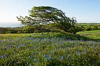 Le vent formé affecte les aubépines balayés Warren Hill East Sussex printemps mai paysage lever du soleil soleil ensoleillé matin ciel bleu clair