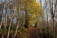 Châtaignier européen Castanea sativa bouleaux argentés Betula pendula réserve naturelle automne automne feuille couleur arbres chemin bois mousse soleil