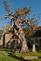 Cèdre rouge de l'Est Juniperus virginiana Birdham churchyard Sussex ancienne torsion déformée grand arbre église automne automne soleil soleil