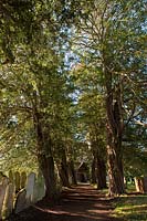 Anciens ifs anciens marcher avenue Taxus bacata Westbourne church Churchyard chemin pierres tombales automne automne soleil journée ensoleillée d'octobre