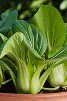 blanc pak choi chinois sauté vegtable été feuille feuillage légume salade vert organique maison cultivé septembre potager