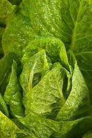 Cos Laitue Bulles Lactuca sativa Feuillage D'été Pot Légumes Cultivé Maison Bio Comestible Cuisine Jardin Plante