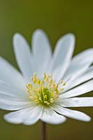 Windflower Anemone blanda White Splendor dé à coudre grecque fleur de printemps soleil ensoleillé ciel bleu avril plante jardin