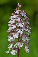 Lady Orchid Orchis purpurea fleur d'été vivace sauvage indigène juin violet brun blanc Denge Wood Kent England meadow field