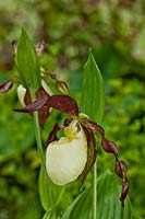 Kentucky lady's slipper orchid Cypripedium kentuckiense fleur vivace été juin jardin plante rustique brun jaune indigène sauvage