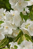 Mock orange Philadelphus Innocence été fleur d'arbuste à feuilles caduques parfum parfumé parfum blanc juillet jardin plante fleurs variegate