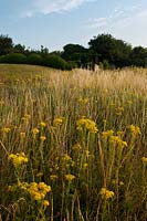 Ragwort Senecio jacobaea chancres chancelière fleur fleurs graminées Meadowdown East Sussex été jaune indigène sauvage prairie