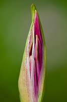 Guernesey Lily Nerine undulata bud