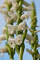 Hochement de tête automne dames tresses Spiranthes cernua Chadds Ford orchidée spirale en spirale de la fin de l'été