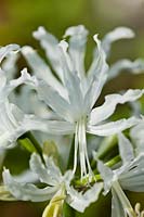 Guernesey Lily Jersey Nerine flexuosa 'Alba'