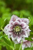Helleborus x hybridus Harvington's Double Pink Speckled Hellebore fin d'hiver fleur vivace printemps carême rose blanc foncé
