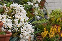 Coelogyne cristata mélodie déchaînée orchidée huppée hiver fleur de printemps fleurs blanches fleurs fleurs mars pots pots cultivés