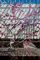 Nectarine 'Ananas' fleur Prunus persica var. nucipersica fleurit des fleurs cultivées à l'intérieur sous serre de protection West Dean