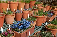 Scille de Sibérie Scilla siberica fleurs de printemps pots pots étagères en terre cuite affichage bleu mars West Dean Sussex fleurs