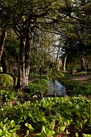 West Dean Sussex woodland walk stream eau qui coule arbres couverture d'ombre buis Buxus sempervirens soleil ciel bleu ensoleillé printemps mars