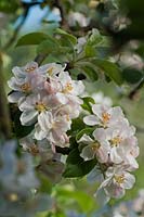 Apple Cox's Pomona blossoms cordon formé arbre fruitier Fleurs de printemps fleurs West Dean college jardin clos jardin ensoleillé