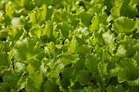 Laitue Lettonie Semis Printemps Culinaire Feuille Verte Avril Potager Cuisine Plante Modules Organiques Plateau Modulaire
