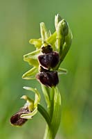 Orchidée araignée précoce Ophrys sphegodes fleur de printemps prairie indigène sauvage chaux chaire champ de prairie Avril Samphire Hoe Kent