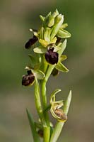 Orchidée araignée précoce Ophrys sphegodes fleur de printemps prairie indigène sauvage chaux chaire champ de prairie Avril Samphire Hoe Kent